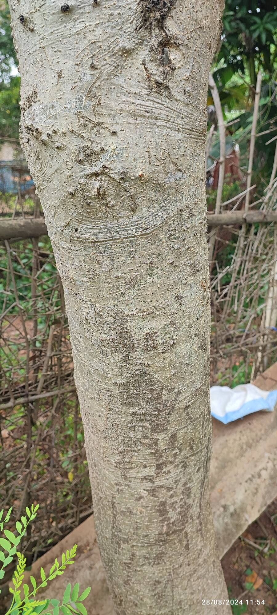 Albizia amara bark