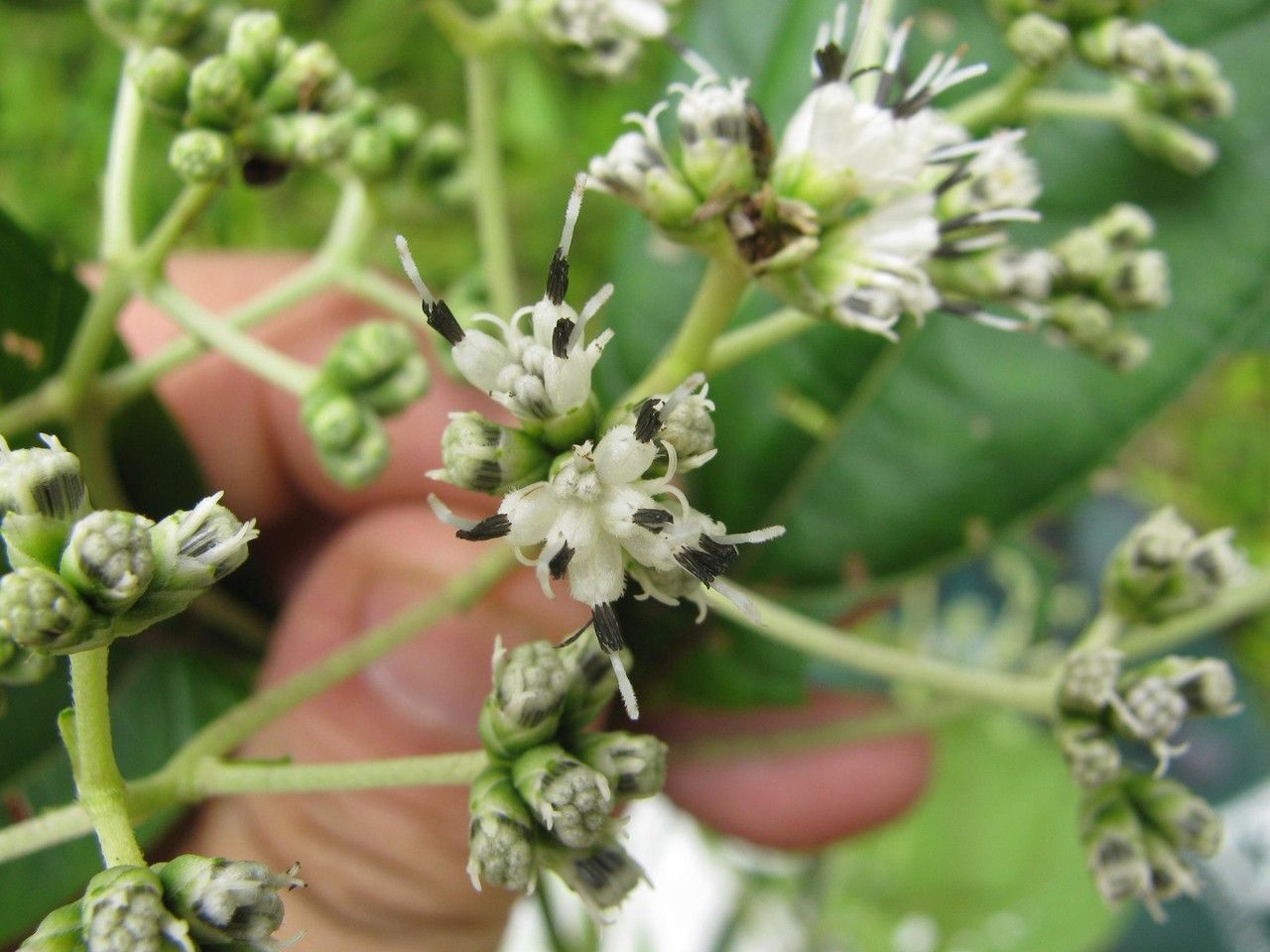Clibadium glomeratum flower
