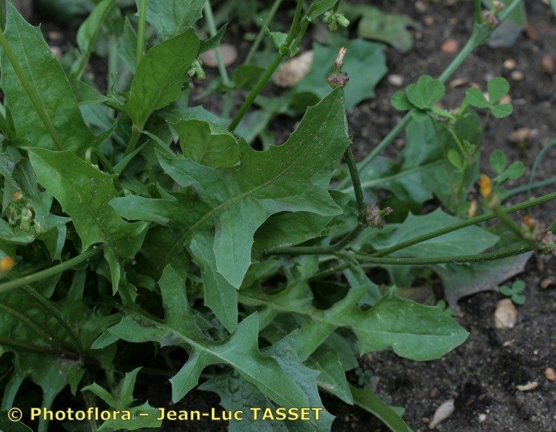 Crepis zacintha — search result for 'Israel'
