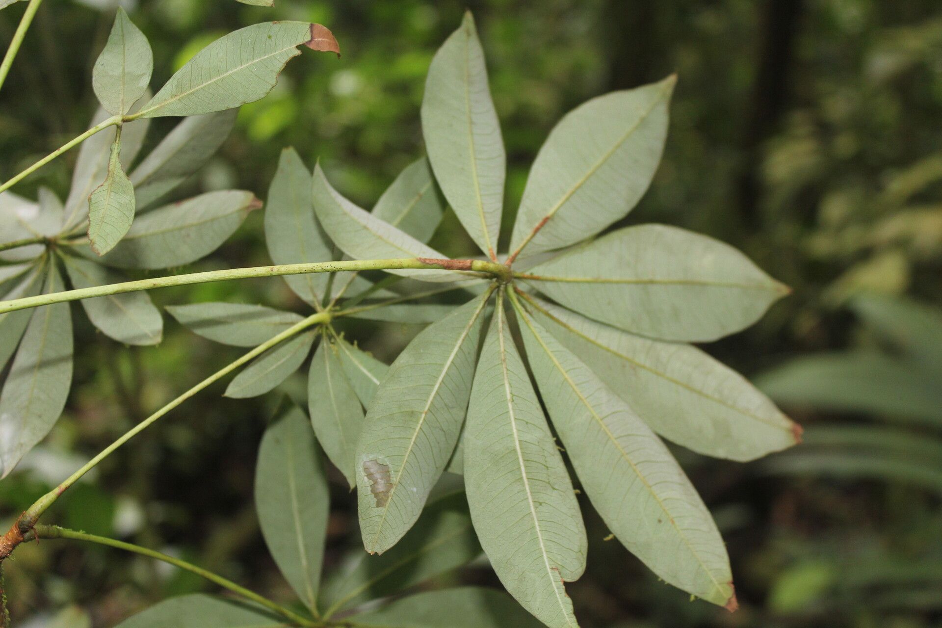Spirotheca rosea flower