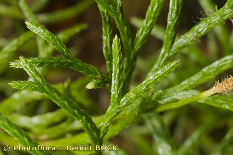 Lycopodium madeirense — search result for 'Lycopodium'