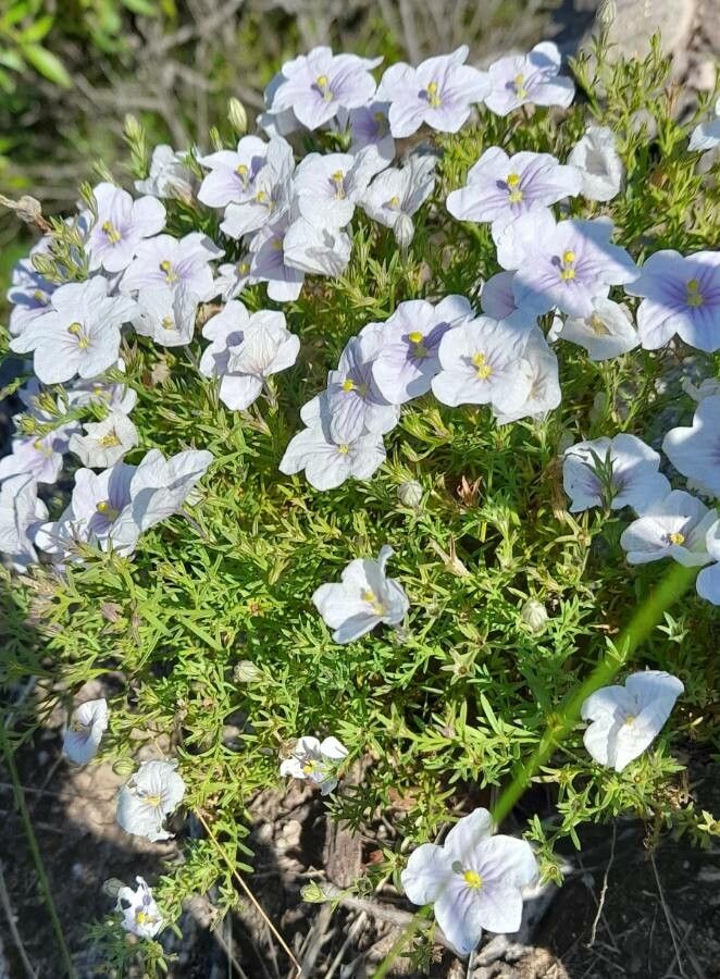 Nierembergia linariifolia habit