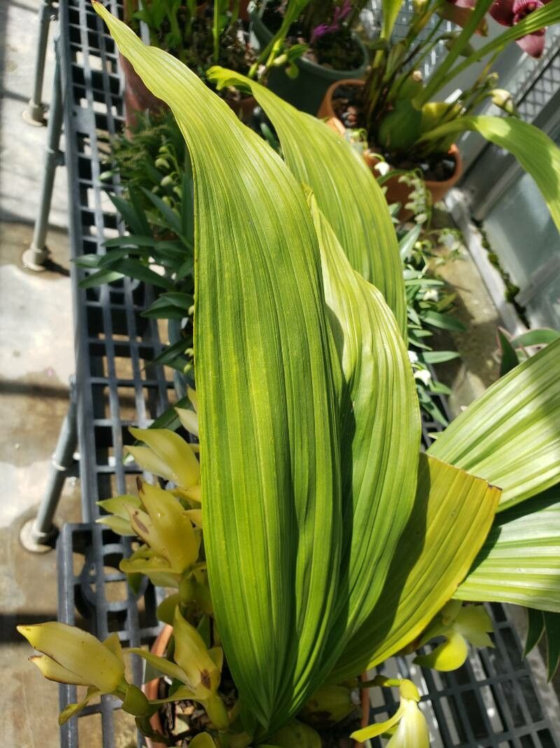 Sudamerlycaste ciliata — related species from the same genus