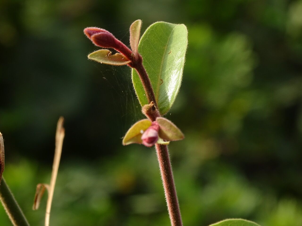 Combretum paniculatum leaf