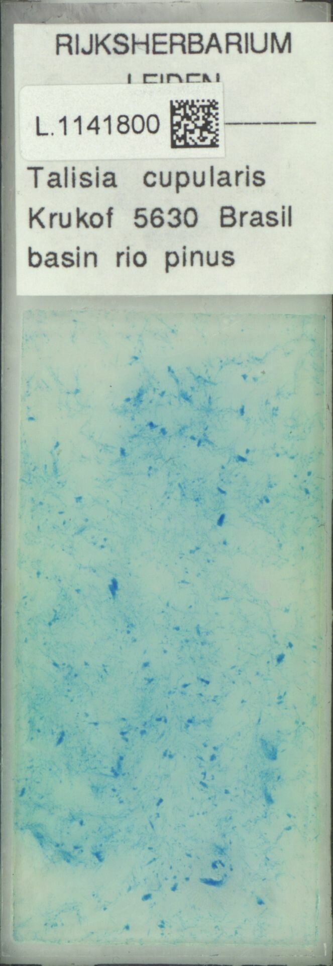 Talisia cupularis bark