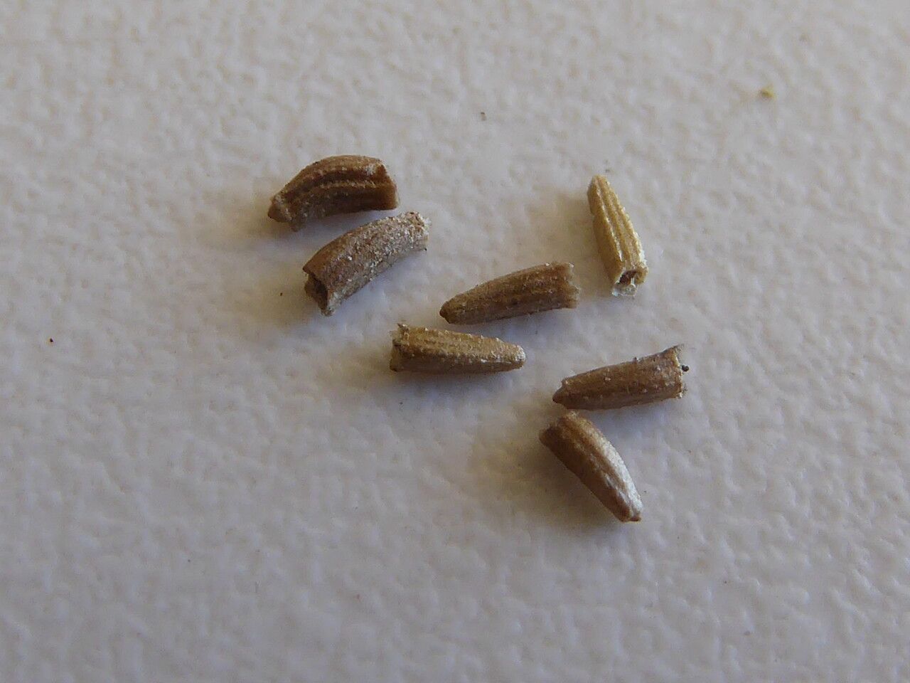 Anthemis maritima fruit