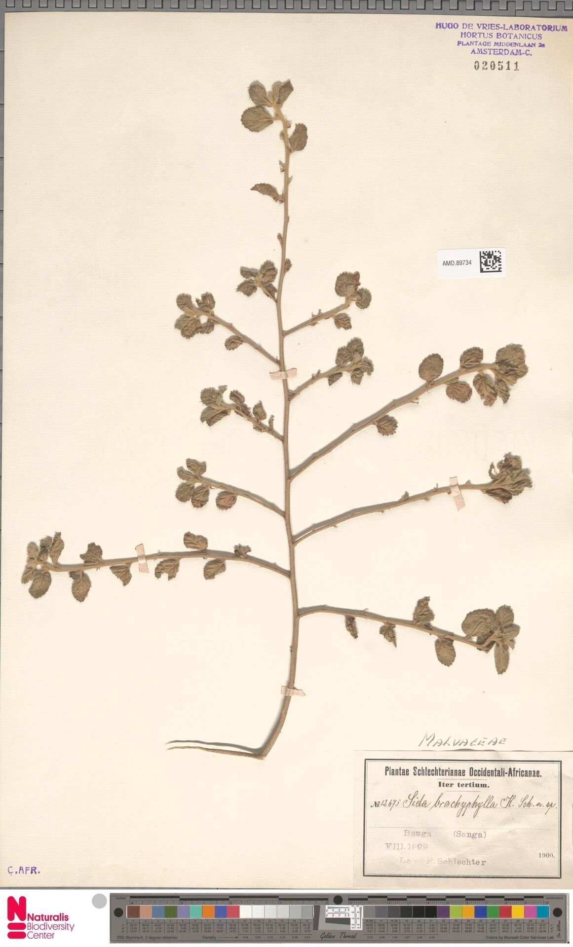 Sida sangana — houseplant care guide