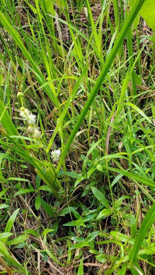 Sparganium americanum leaf