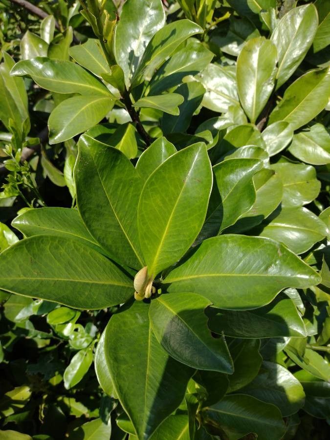 Ardisia revoluta leaf