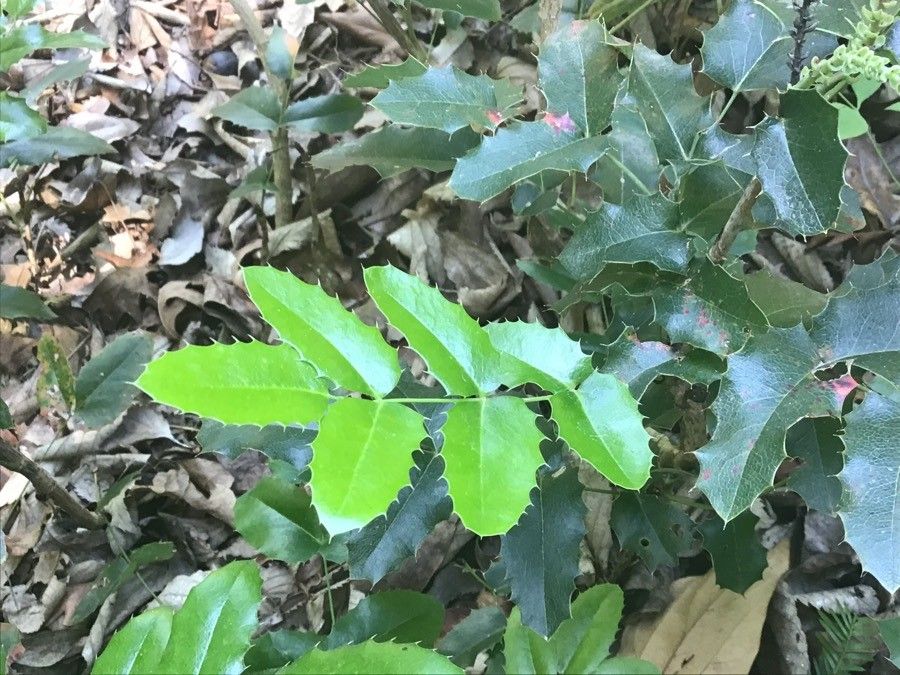 Mahonia japonica leaf