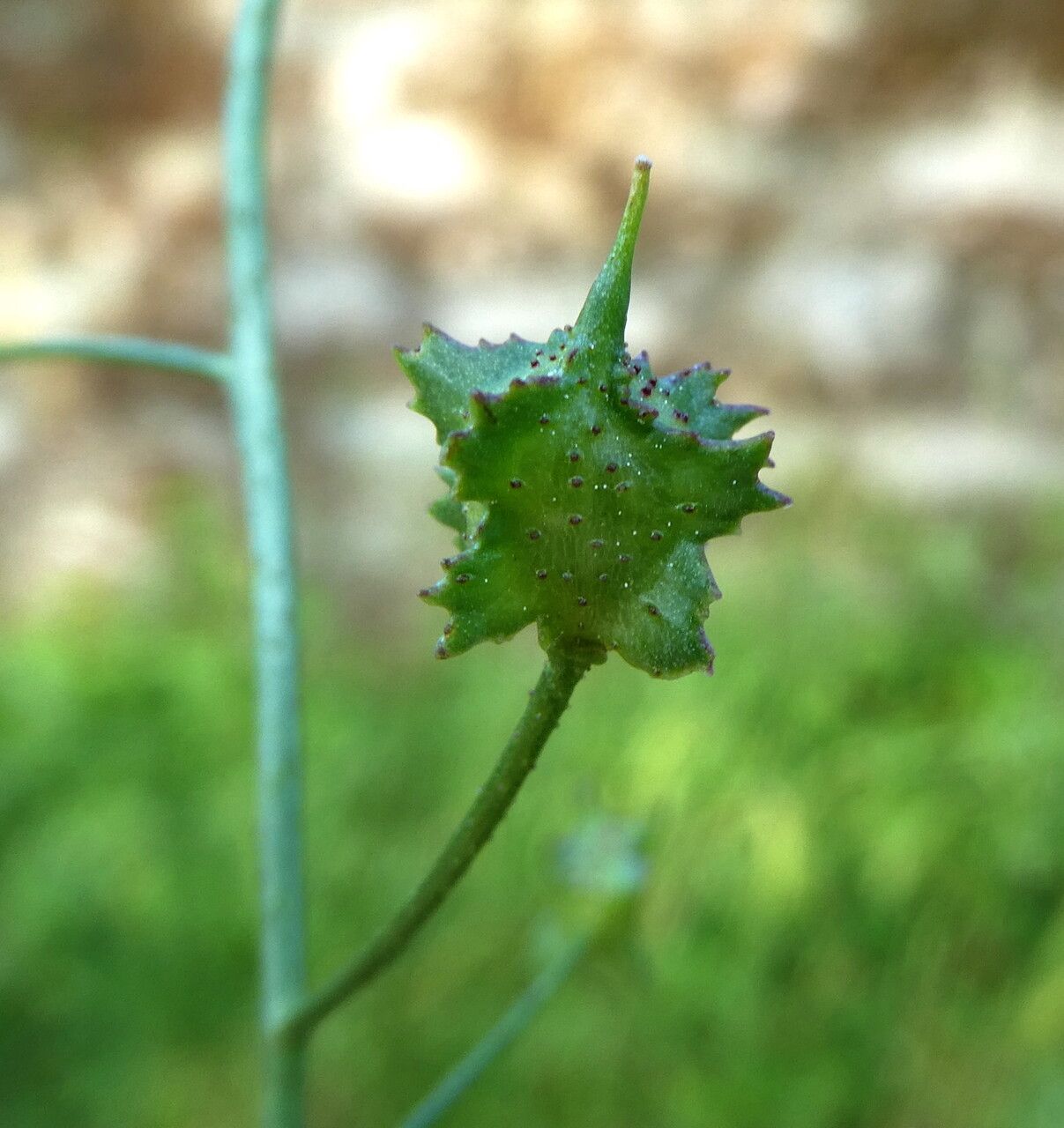 Bunias erucago fruit