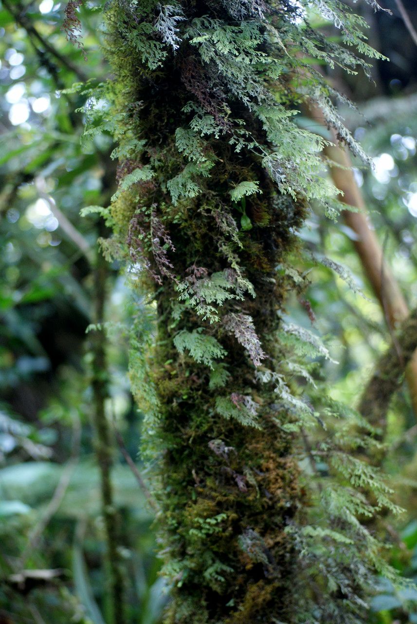 Hymenophyllum inaequale bark