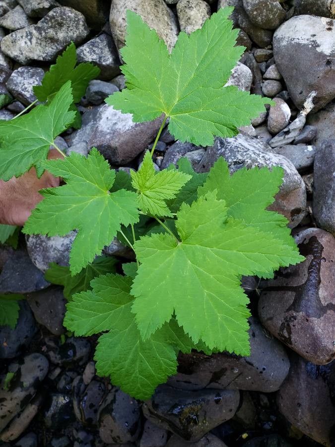 Physocarpus malvaceus