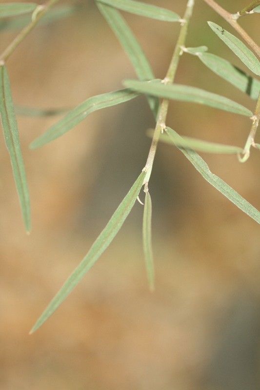 Indigofera ammoxylum leaf