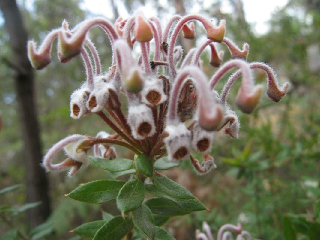 Grevillea buxifolia fruit
