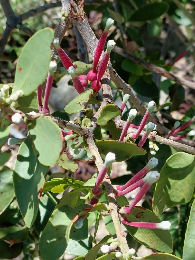 Tapinanthus oleifolius flower