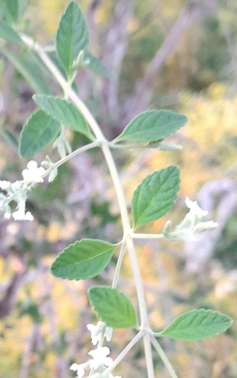 Aloysia schulziana — houseplant care guide