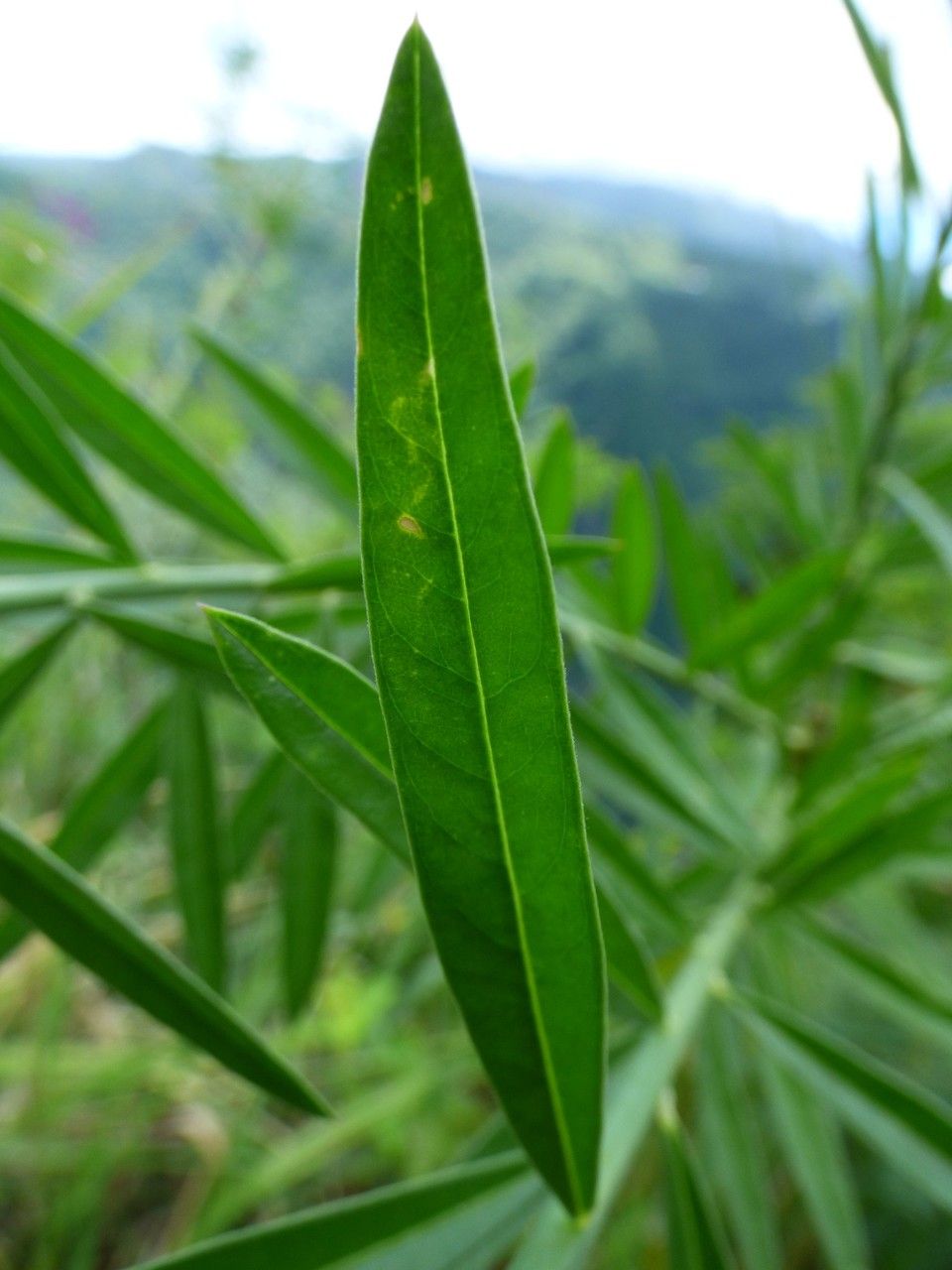 Polygala virgata leaf