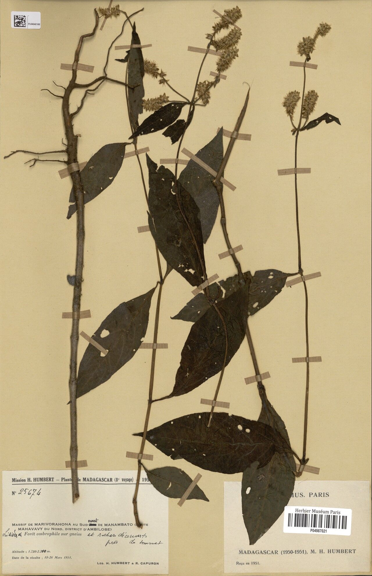 Cyathula biflora — related species from the same genus