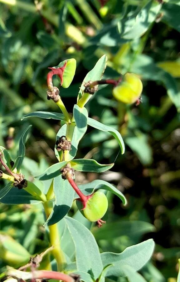 Euphorbia portulacoides fruit