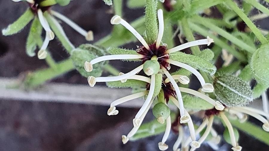 Boscia coriacea flower
