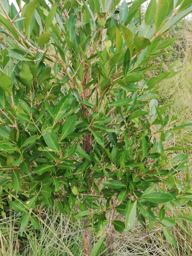 Strychnos cocculoides — houseplant care guide