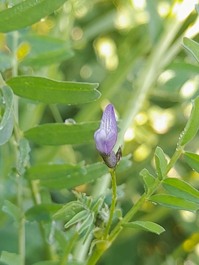 Astragalus crenatus flower