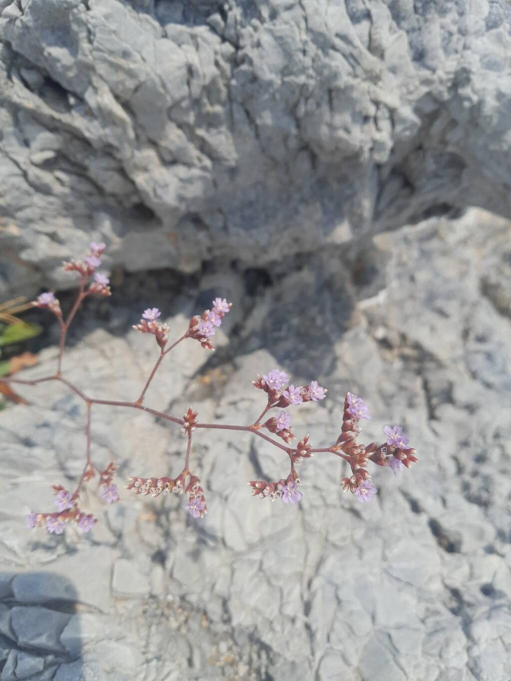 Limonium malacitanum flower