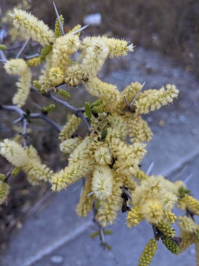 Acacia rigidula flower