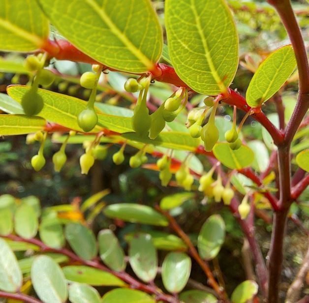 Phyllanthus bourgeoisii flower