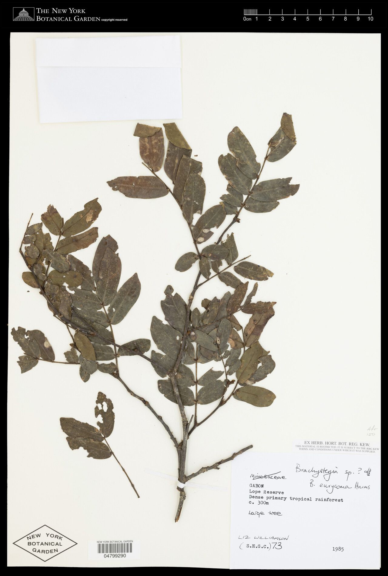 Brachystegia eurycoma — houseplant care guide