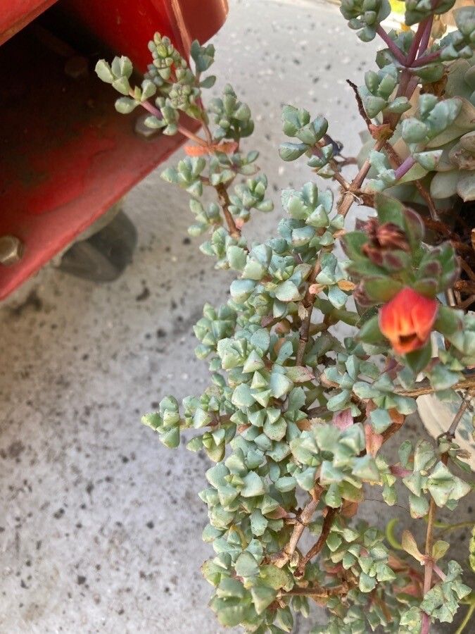 Oscularia deltoides leaf