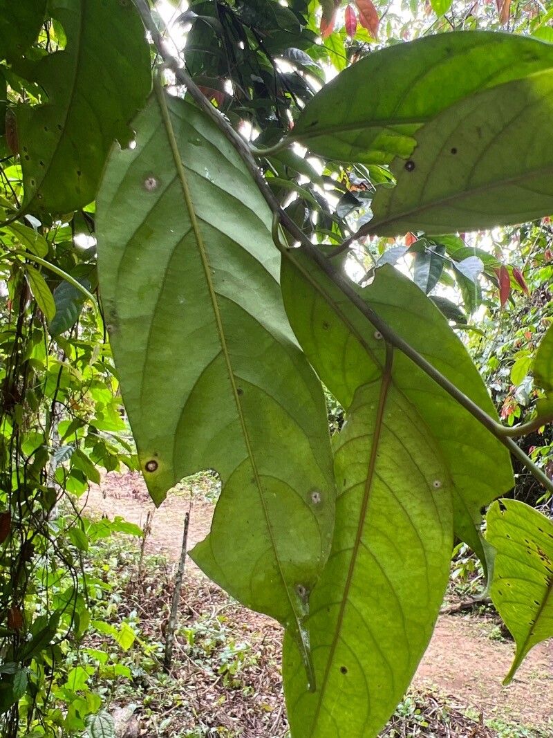 Diospyros crassiflora leaf