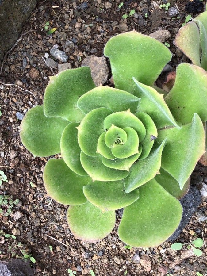Aeonium mascaense — search result for 'Aeonium'