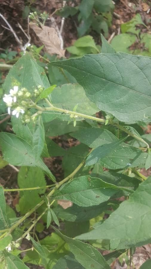 Verbesina virginica leaf