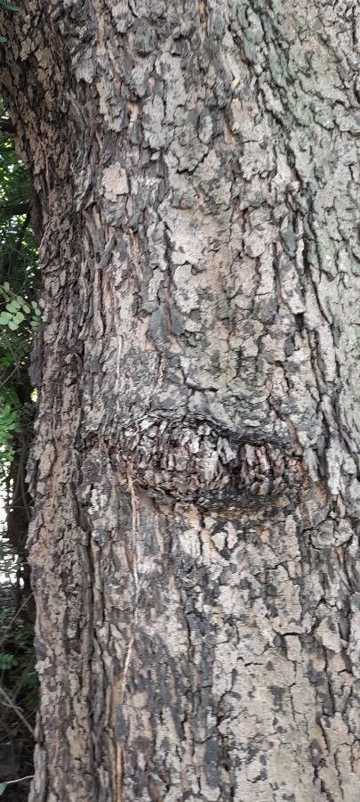 Pterogyne nitens bark