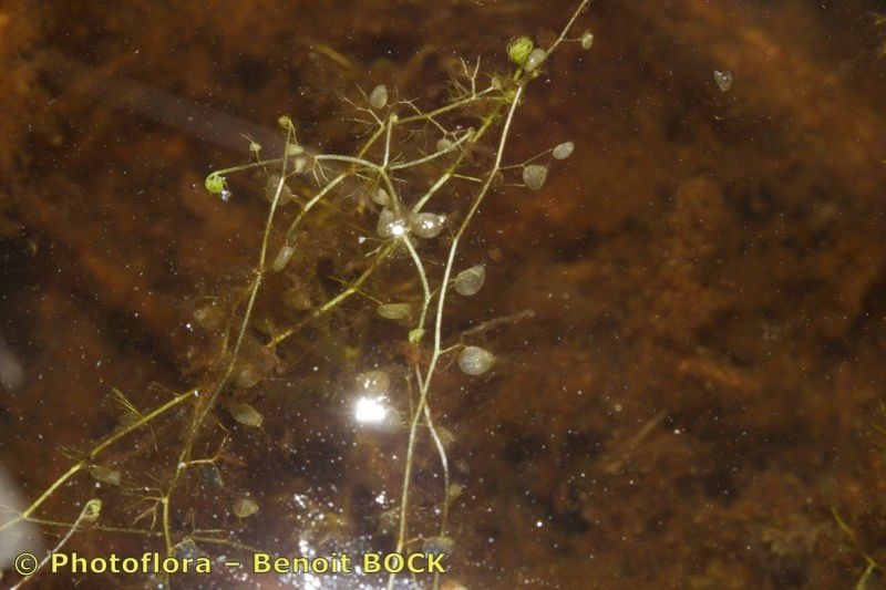Utricularia ochroleuca habit