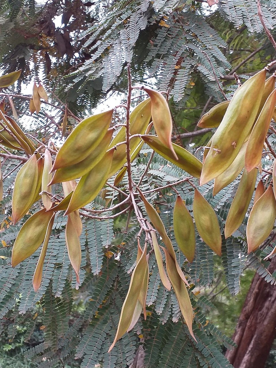 Peltophorum africanum fruit