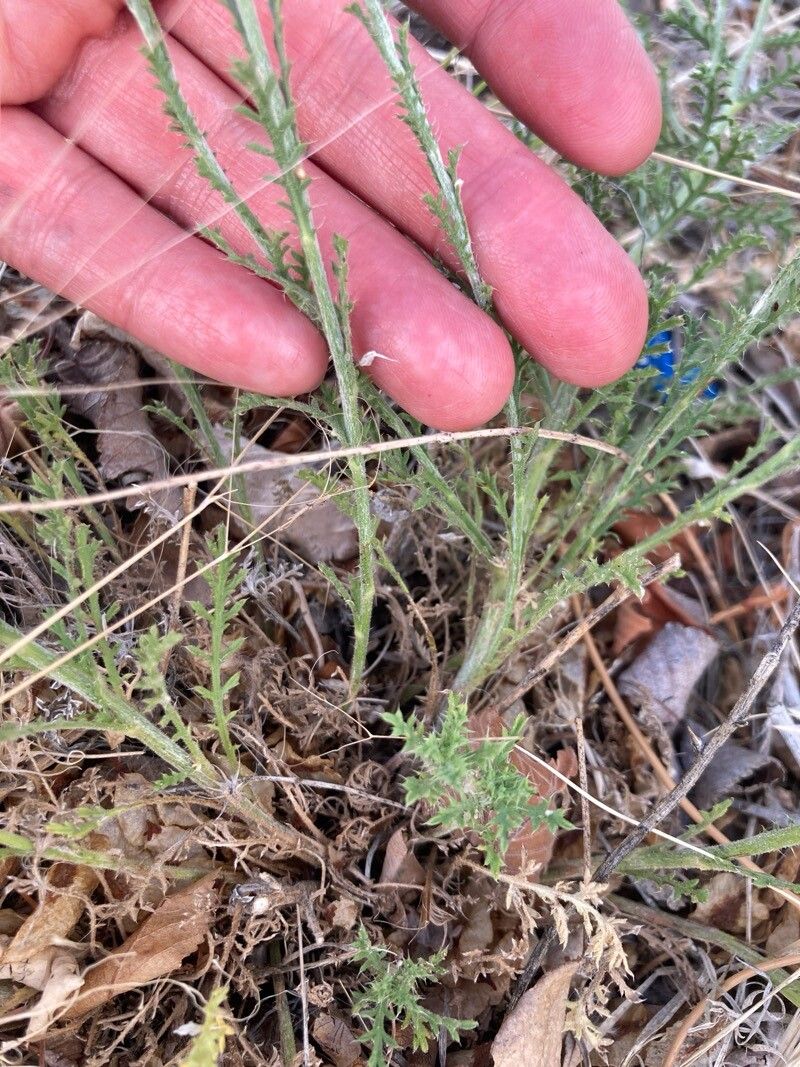 Xanthisma gracile other