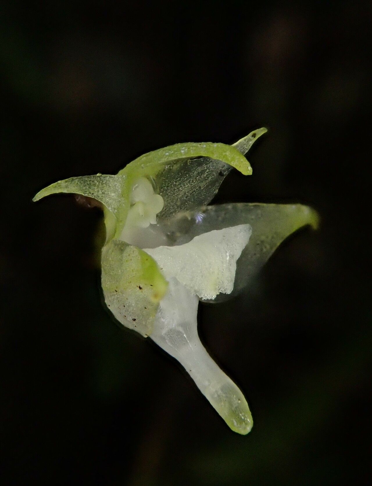 Aeranthes adenopoda — related species from the same genus