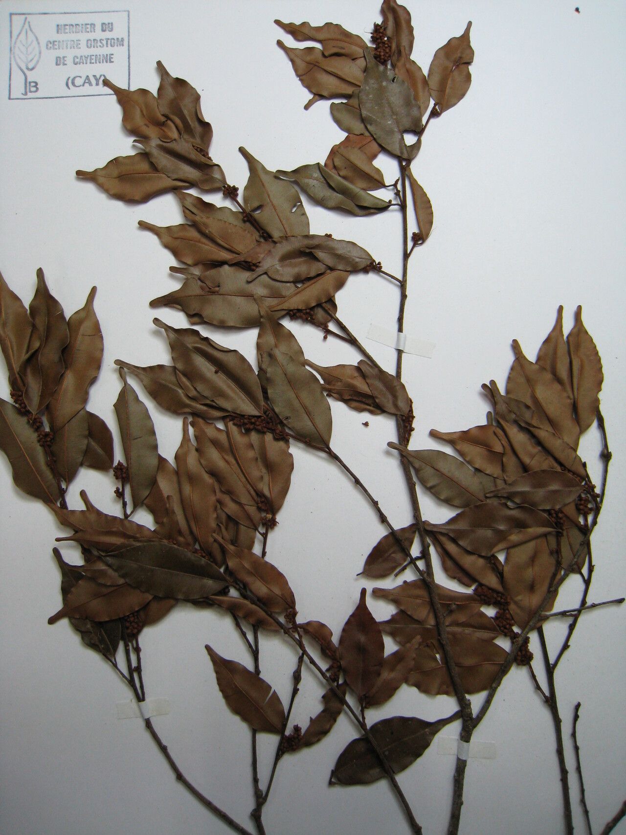 Micropholis venulosa other