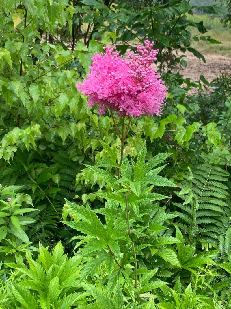 Filipendula rubra — related species from the same genus