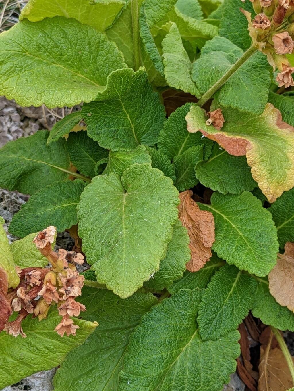 Primula forrestii — houseplant care guide