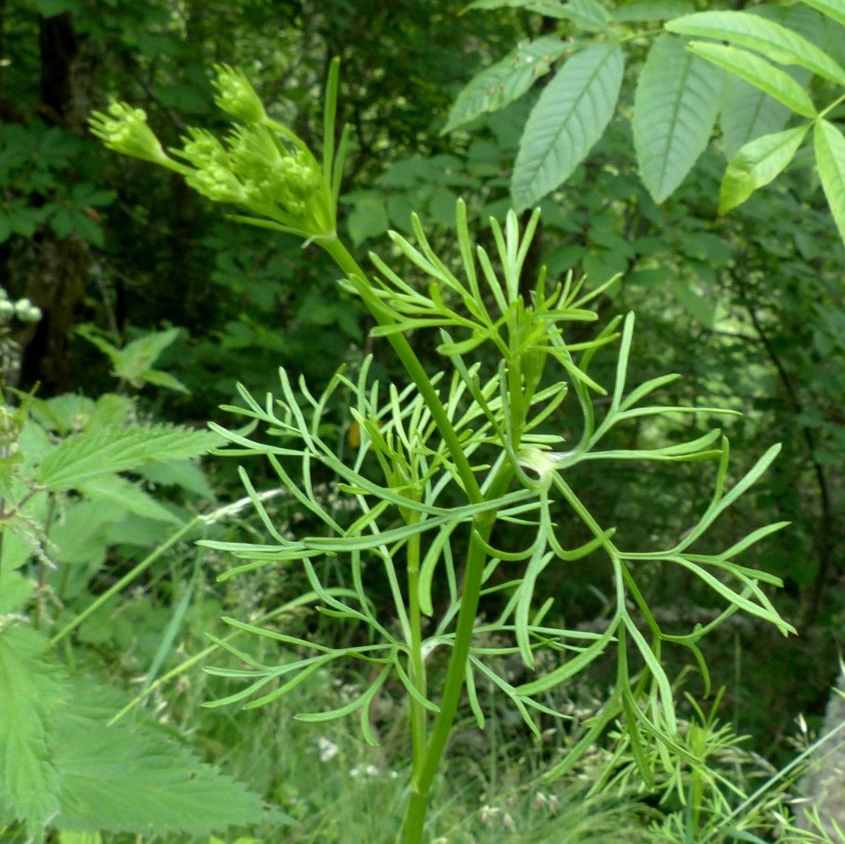 Seseli peucedanoides flower