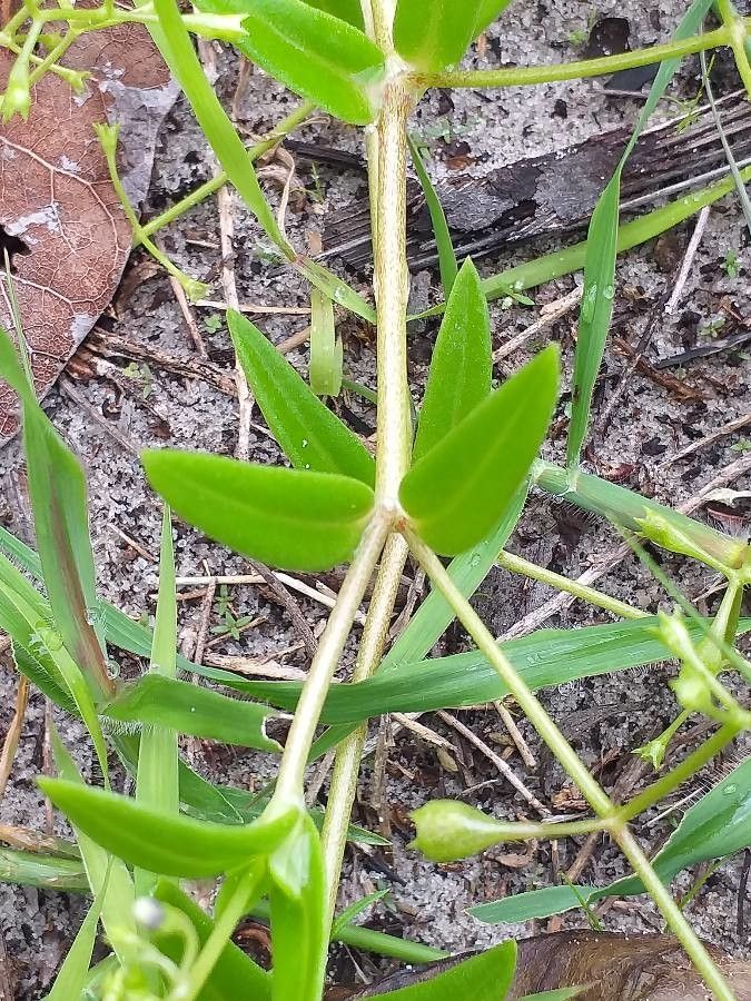 Wahlenbergia marginata — houseplant care guide