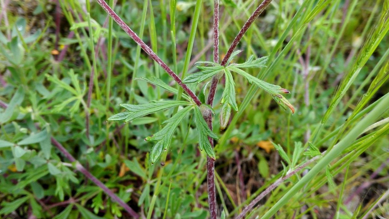 Potentilla argentea — search result for 'Potentilla'