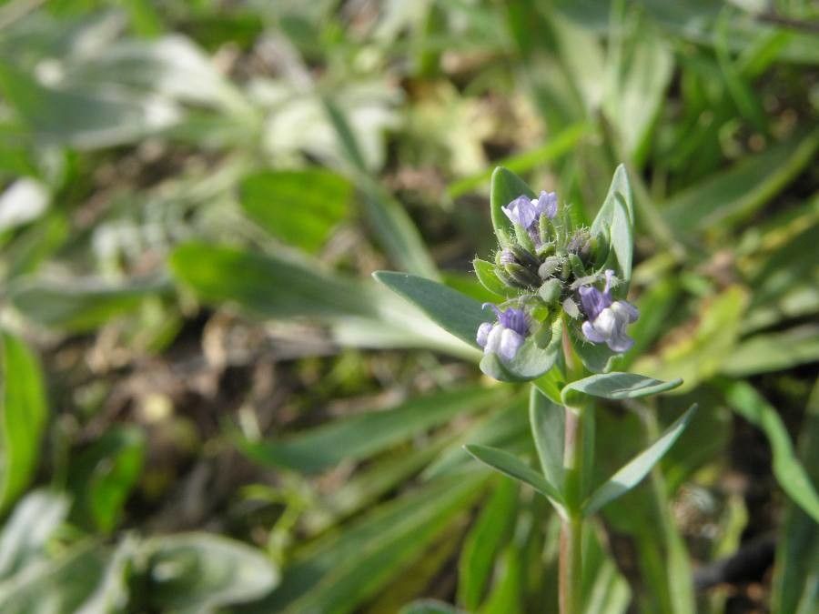 Linaria micrantha flower