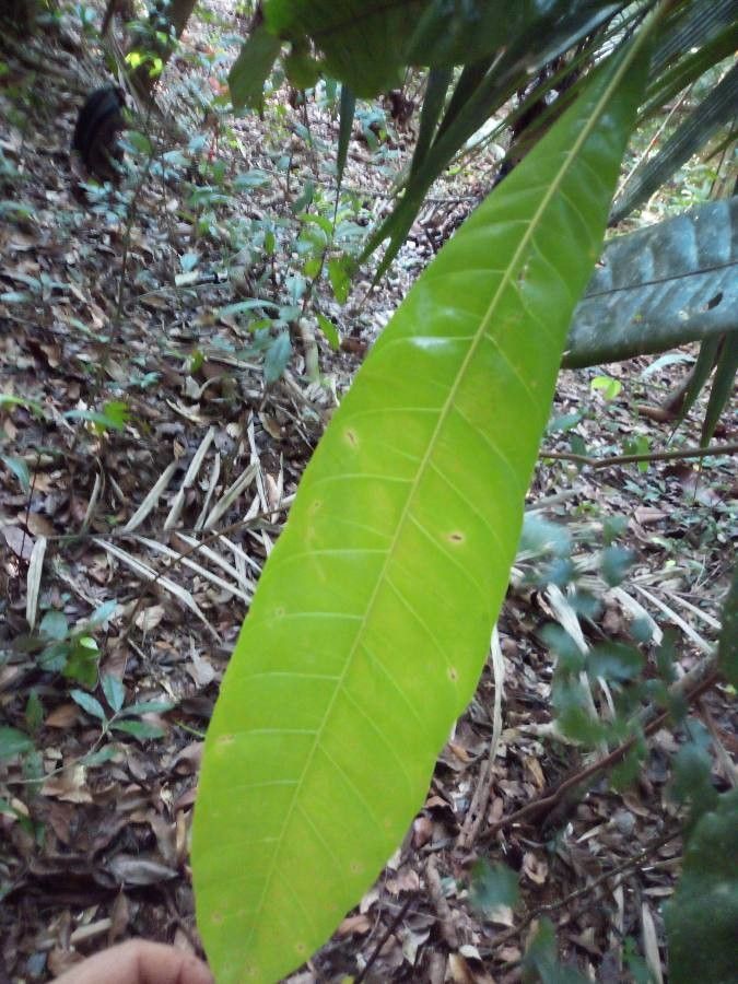 Quiina oiapocensis leaf