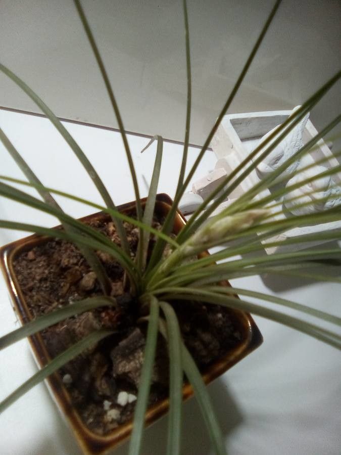 Tillandsia bartramii flower