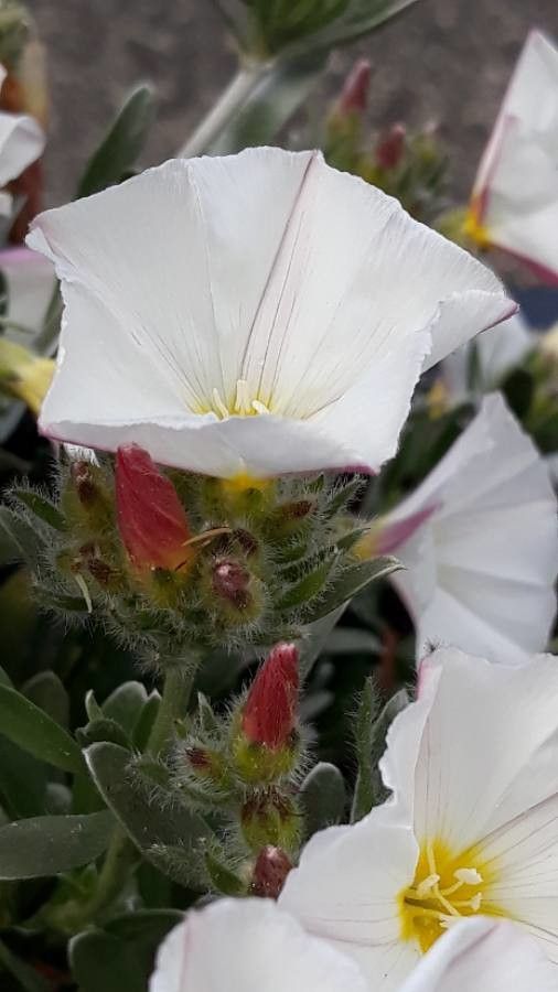 Convolvulus lanuginosus fruit